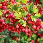 Cardio-ND™ (Fermented)