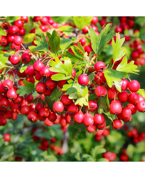 Cardio-ND™ (Fermented)